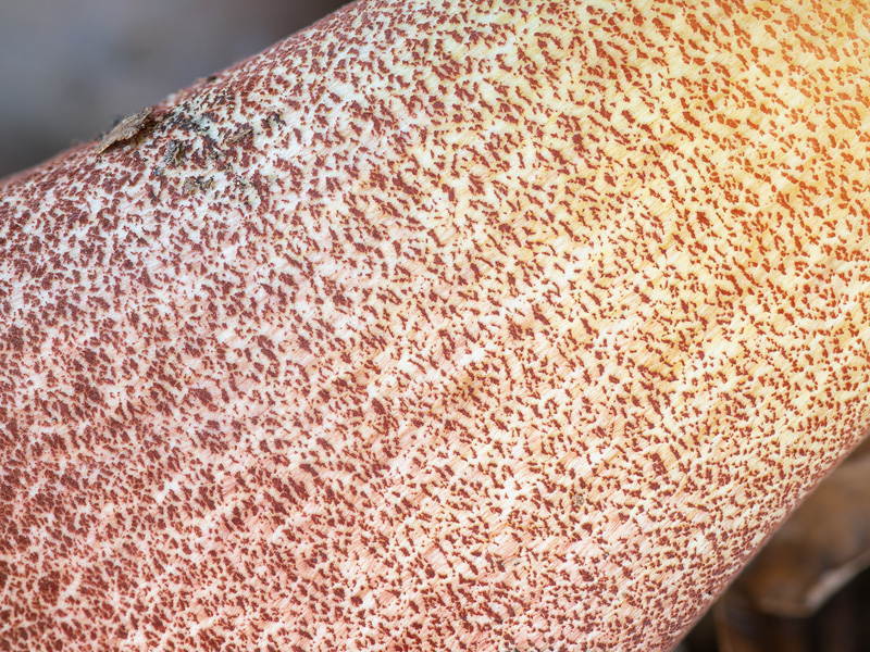 Boletus luridiformis